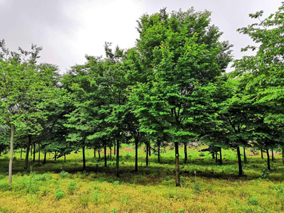 榉树一年能长多少?榉树种植前景好吗?