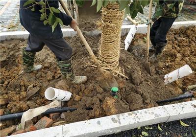 大苗木栽植时应做好根部的哪些护理?