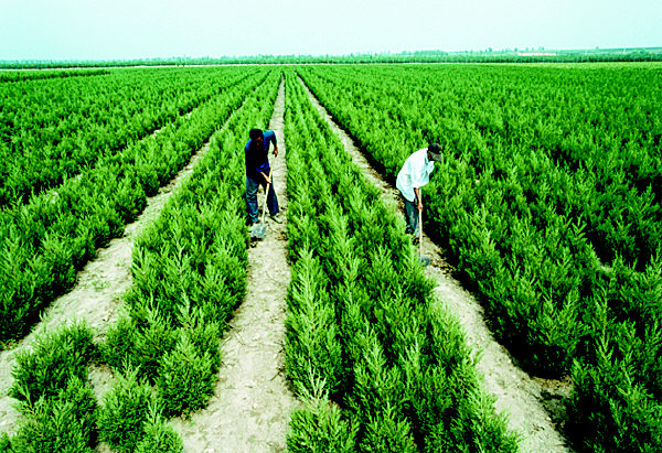 胶州永存苗木公司目前已形成一万亩的种植规模(图)