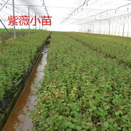 图片,海量精选高清图片库 安化县云之绿苗木种植专业合作社